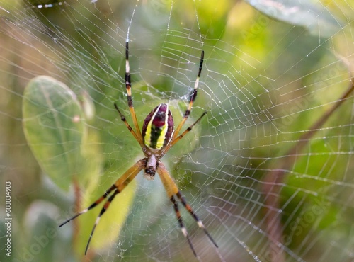 Spider on the web macro photography