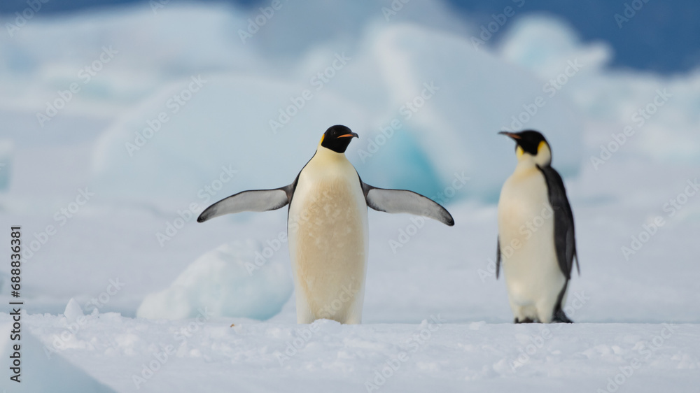 Fototapeta premium Emperor Penguins