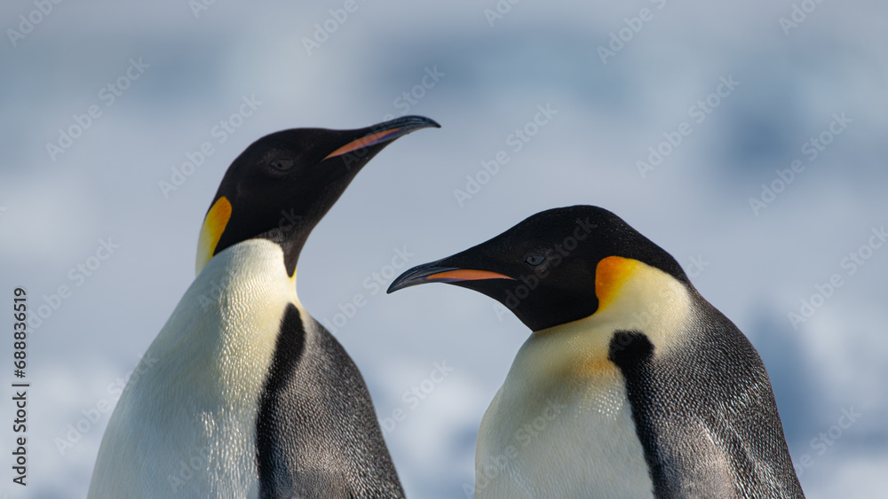 Fototapeta premium Emperor Penguins