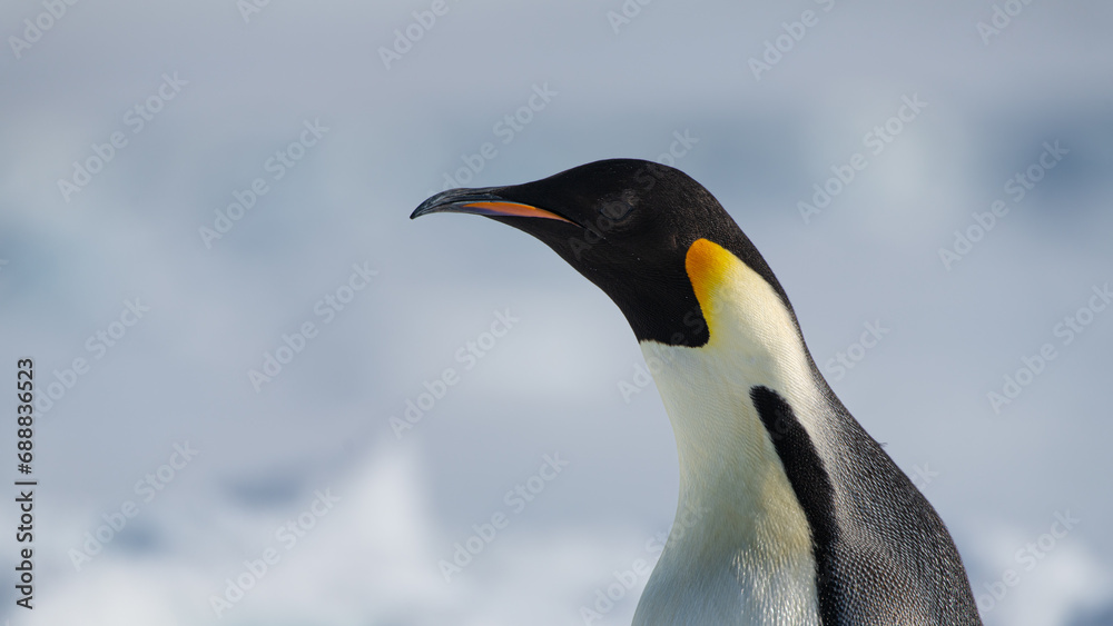 Fototapeta premium Emperor Penguins