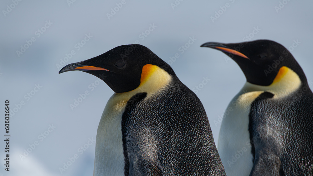 Fototapeta premium Emperor Penguins
