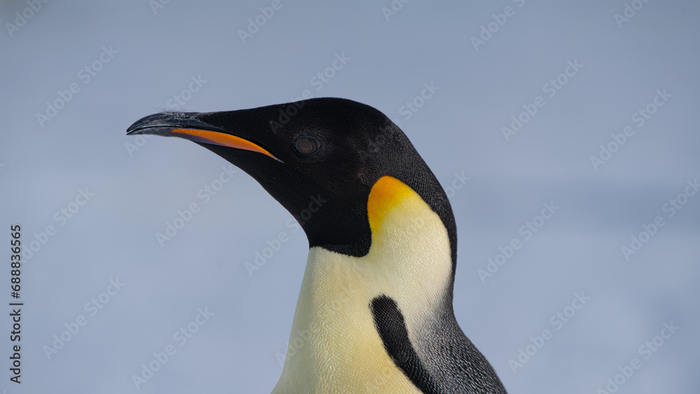 Fototapeta premium Emperor Penguins