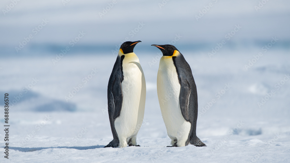 Fototapeta premium Emperor Penguins