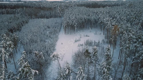 Aerial drone flight over snow covered forest in winter, cold weather, peaceful relaxing view during sunset or sunrise
