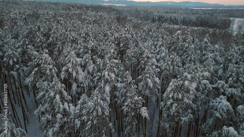Aerial drone flight over snow covered forest in winter, cold weather, peaceful relaxing view during sunset or sunrise