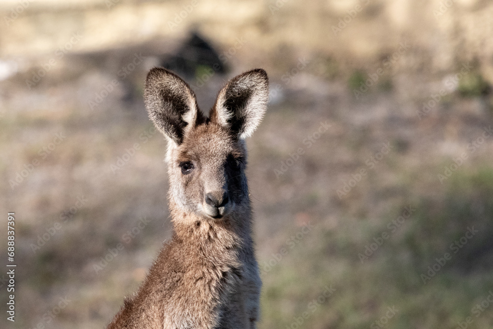 kangaroo in the grass kangaroo in the grass