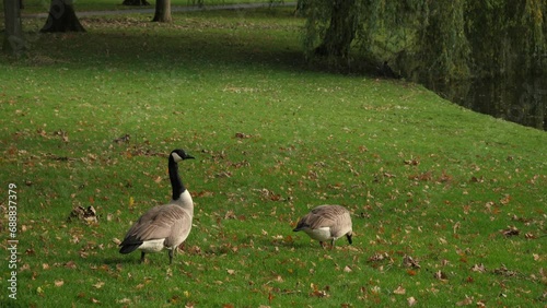 Canada geese eating on a lake in the park photo