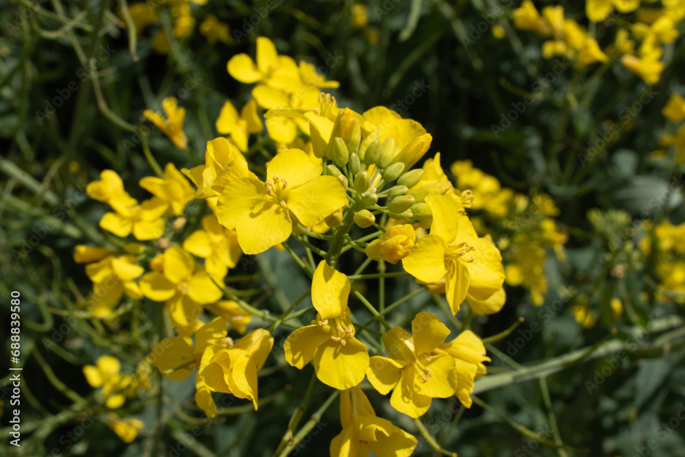 Close-up macro detail of a blooming rapeseed flower Close-up macro detail of a blooming rapeseed flower