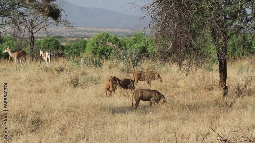 Wildlife In Kenya Africa Field - Wide, locked off shot Wildlife In Kenya Africa Field - Wide, locked off shot