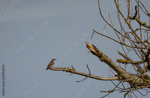 Northern flicker on the branch of a dead tree in california 