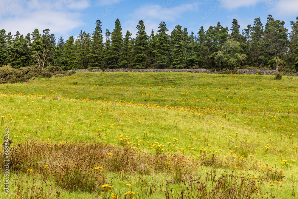 Obraz premium Farm field and pine forest