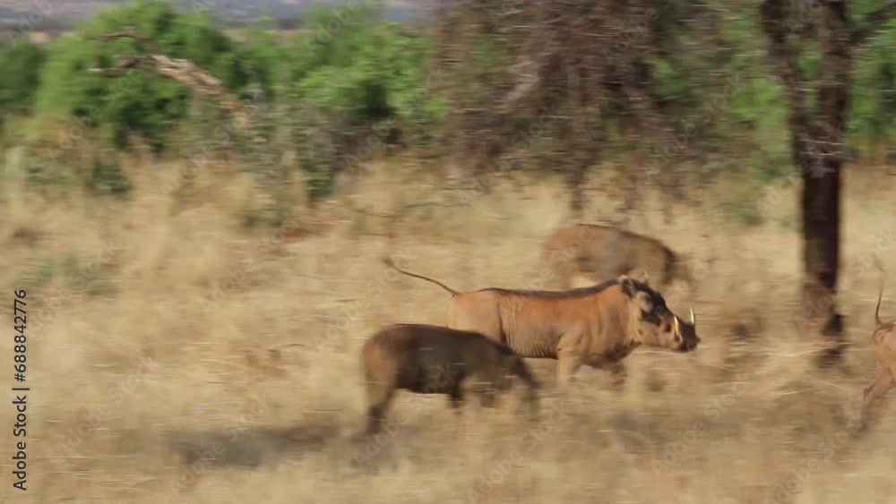 Warthogs playing in grassy field of Kenya Warthogs playing in grassy field of Kenya