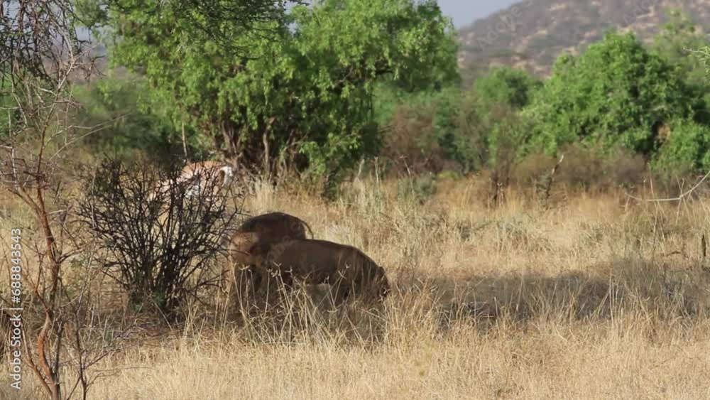 Warthogs fighting in grassy field Warthogs fighting in grassy field