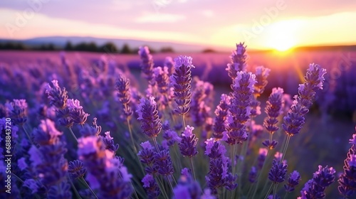 The view of the lavender flower field plant in bloom is very beautiful for background  and wallpaper