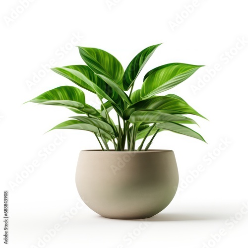 Indoor houseplant, Lush green potted plant isolated on white background