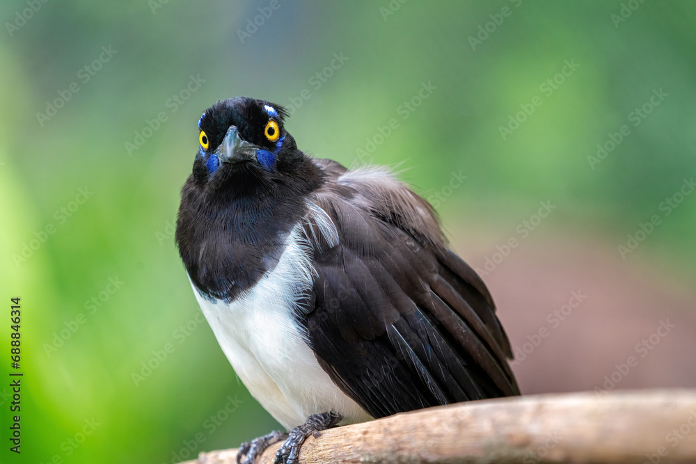 Fototapeta premium White-naped Jay bird (Cyanocorax cyanopogon)