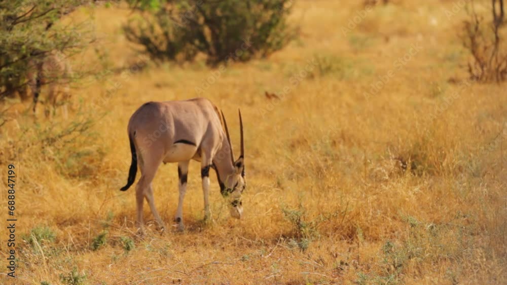 Lone gemsbok walking through dry grass of field Lone gemsbok walking through dry grass of field
