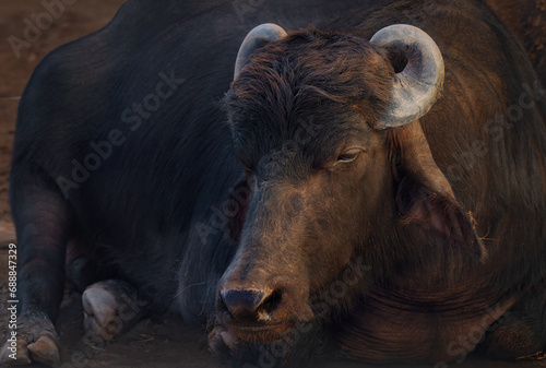 Murrah Buffalo Head - Water Buffalo (Bubalus bubalis) photo