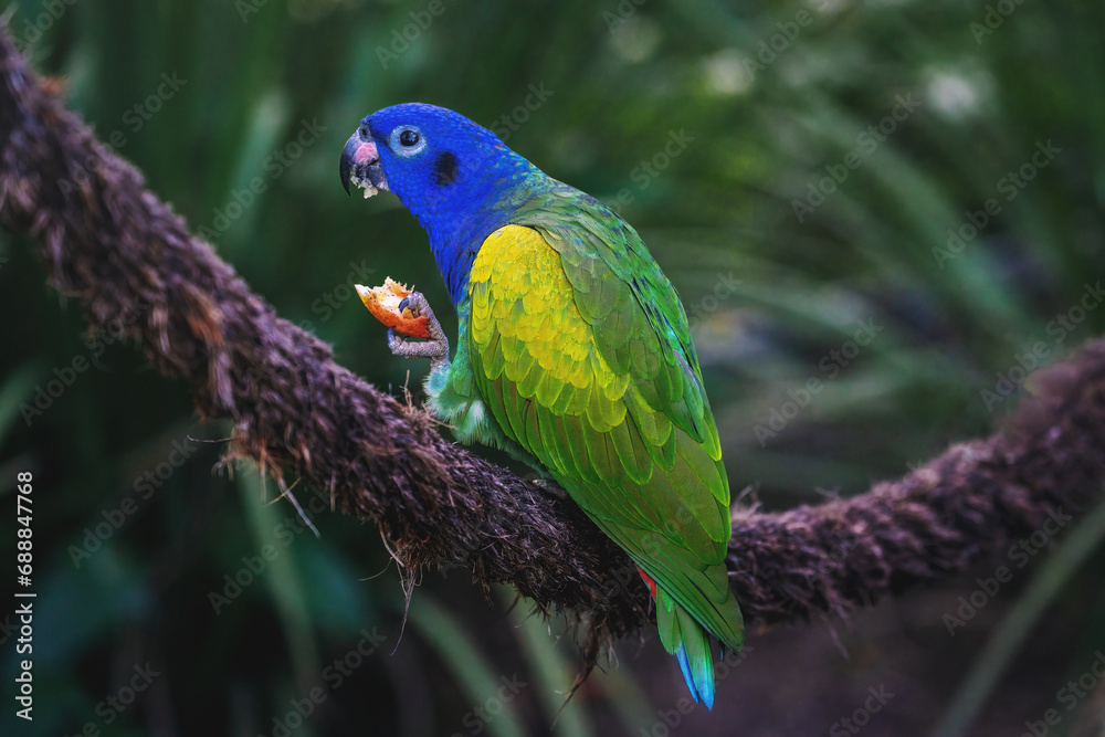 Blue-headed Parrot eating fruit (Pionus menstruus) Blue-headed Parrot eating fruit (Pionus menstruus)