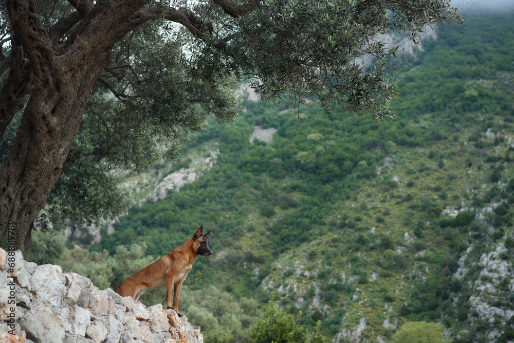 Majestic dog surveys the landscape. Poised on a rocky outcrop, this Belgian Malinois gazes over the wilderness, a symbol of adventure Majestic dog surveys the landscape. Poised on a rocky outcrop, this Belgian Malinois gazes over the wilderness, a symbol of adventure