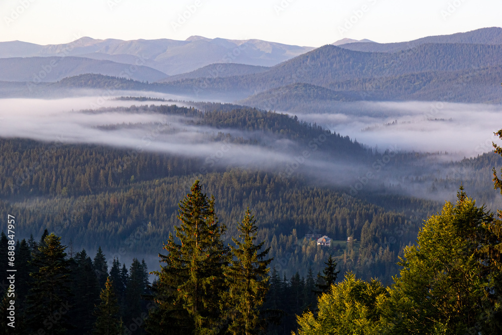 Smoky fog over the forest in the mountains at dawn. Many coniferous trees, soft colors