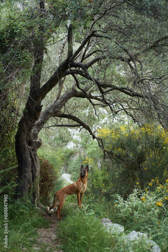 Fototapeta Naklejka Na Ścianę i Meble -  A vigilant Belgian Malinois dog stands guard in a lush forest, encapsulating the essence of adventure and exploration