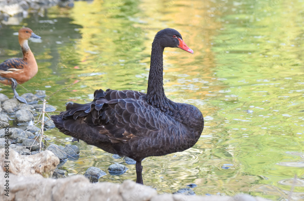 Black swan standing near green pond