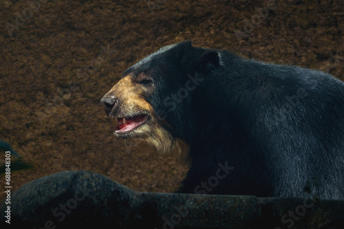Spectacled Bear (Tremarctos ornatus) - South American Bear photo