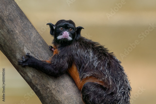 White-lipped tamarin (Saguinus labiatus) - New World Monkey photo