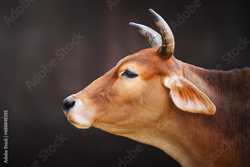 Cow head with horns (Bos taurus) photo