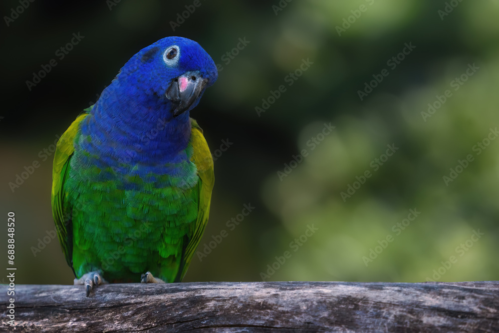 Blue-headed Parrot bird (Pionus menstruus)