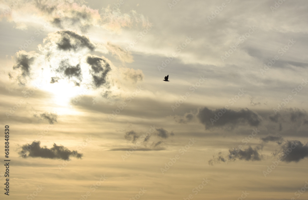 Seagull flying with open wings at cloudy sunset	