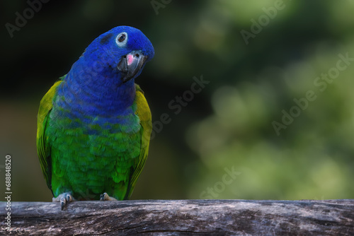 Obraz na płótnie Blue-headed Parrot bird (Pionus menstruus) w salonie