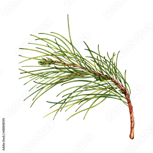 Green pine tree branch. Botanical design emelent. Hand drawn watercolor illustration isolated on transparent background. Winter forest spruce plant for holiday cards, seasonal greetings, invitations