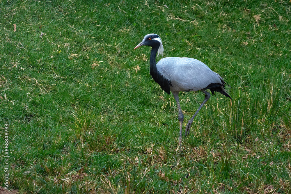 Fototapeta premium Demoiselle Crane bird (Grus virgo)