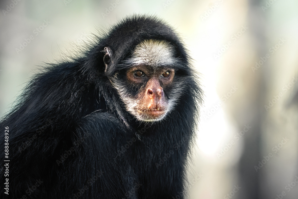 White-cheeked Spider Monkey (Ateles marginatus) - New World Monkey White-cheeked Spider Monkey (Ateles marginatus) - New World Monkey
