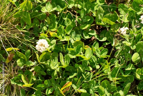 clover in a field with white flowers and pasture and grasses on a regenerative farm. native plants storaging carbon.