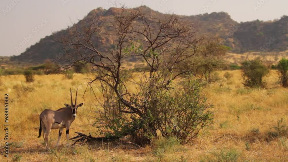 Wild gemsbok animal in Kenya, Africa field Wild gemsbok animal in Kenya, Africa field