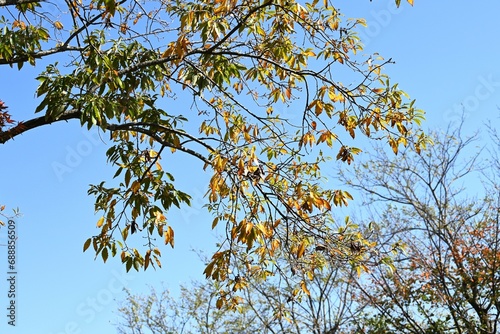 Quercus serrata (Konara oak) yellow leaves. Fagaceae deciduous tree. It is the main tree in thickets and is also used as logs for shiitake mushroom cultivation. photo