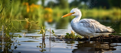 Danube Delta Romania wildlife photography captures diverse life with a white bird in water.