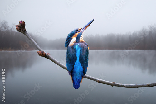 A kingfisher perched on a twig at the lake in winter photo