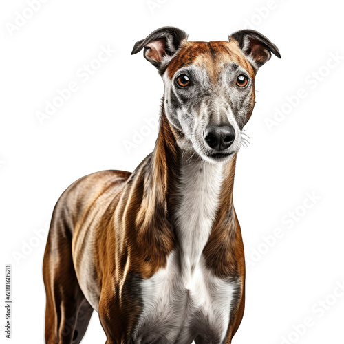 Portrait of Spanish greyhound on transparent or white background - World Greyhound Day concept