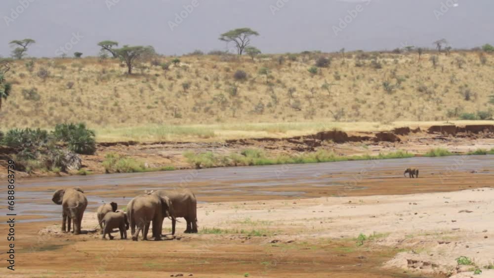 Wide shot of elephants near African riverside Wide shot of elephants near African riverside