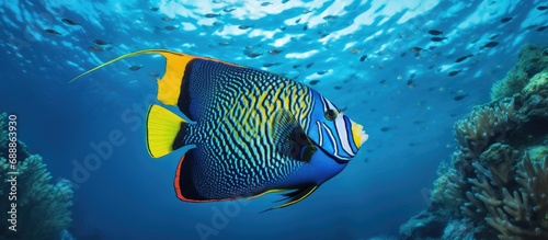 Marine life in the Atlantic includes the Queen Angelfish.