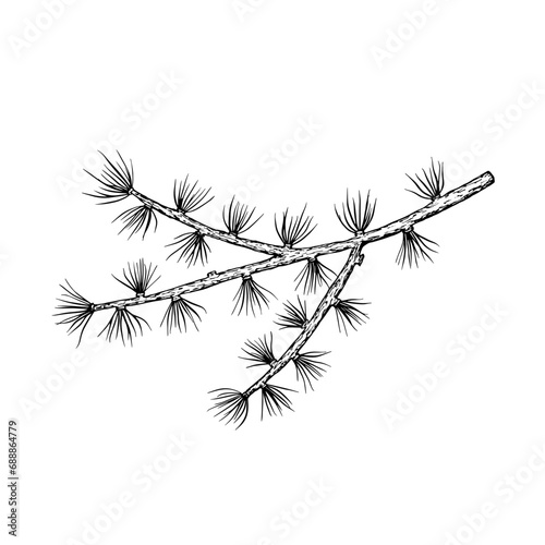 Cedar tree branch. Evergreen plant. Twig of pine, spruce and fir. Outline drawing. Hand drawn vector illustration. Design element. For coloring, cards, printing, packaging, invitations, business cards