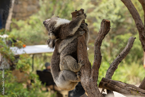 Koalas (phascolarctos cinereus) mating.