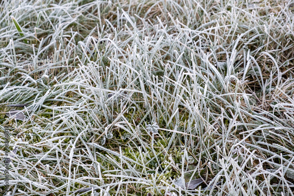 winter, frost on the grass, hoarfrost on the grassy ground, hoarfrost on plant winter, frost on the grass, hoarfrost on the grassy ground, hoarfrost on plant