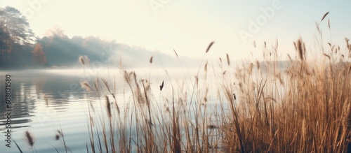 Lake shore with trees and reeds, hazy morning, natural landscape, selected focus