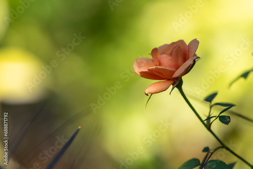 オレンジの秋薔薇