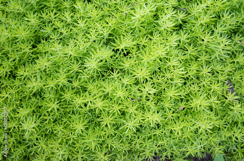  light green succulent sedum leaves background texture